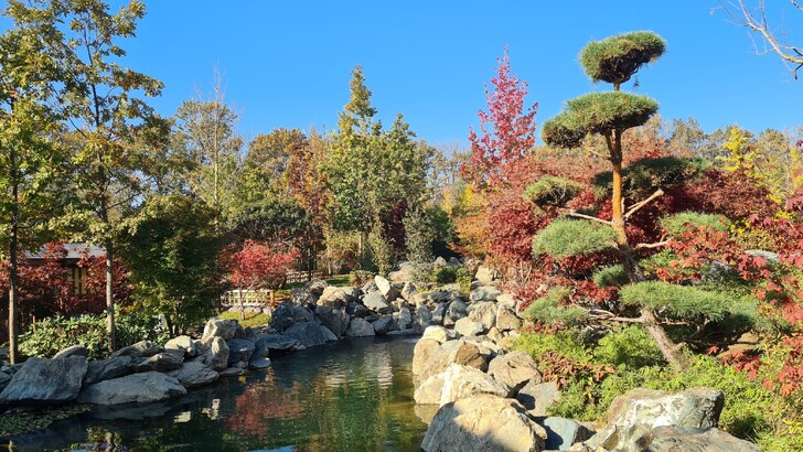 Пруды и водоемы - козырь Японского сада