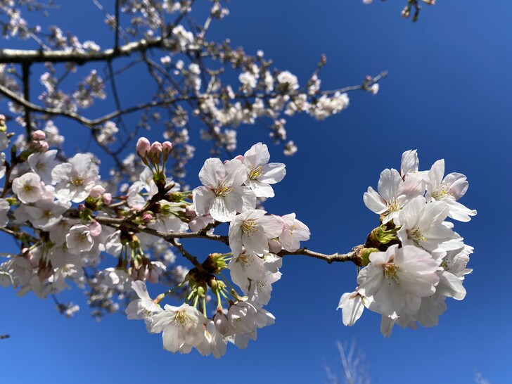 Цветение сливы в Японском саду