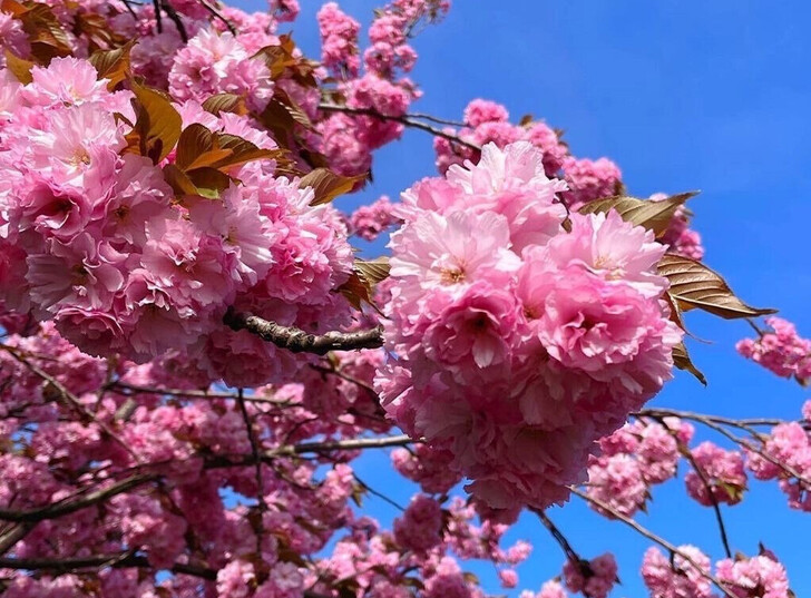 Весна - сезон цветения сакуры