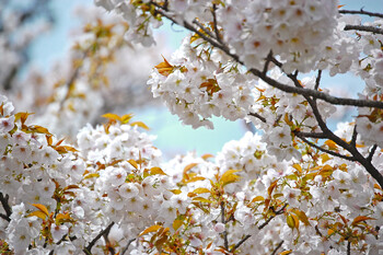 Петербург приглашает туристов полюбоваться цветущей сакурой 