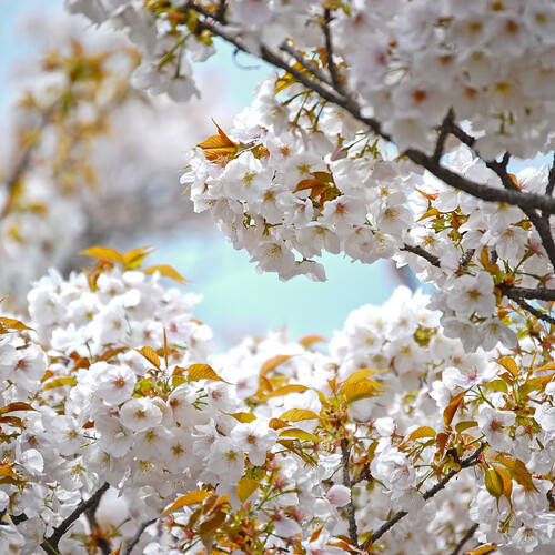Петербург приглашает туристов полюбоваться цветущей сакурой 