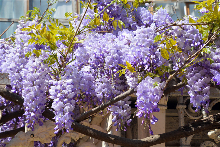 Весеннее цветение глицинии в Тбилиси