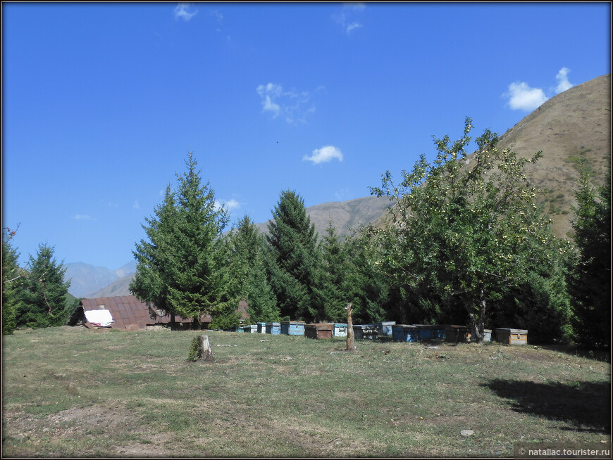 Западный Кыргызстан: природный парк «Алатай». Разгадка ночного переполоха, форель, пчелы и релакс