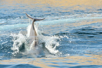 В Анапе произошла массовая гибель дельфинов