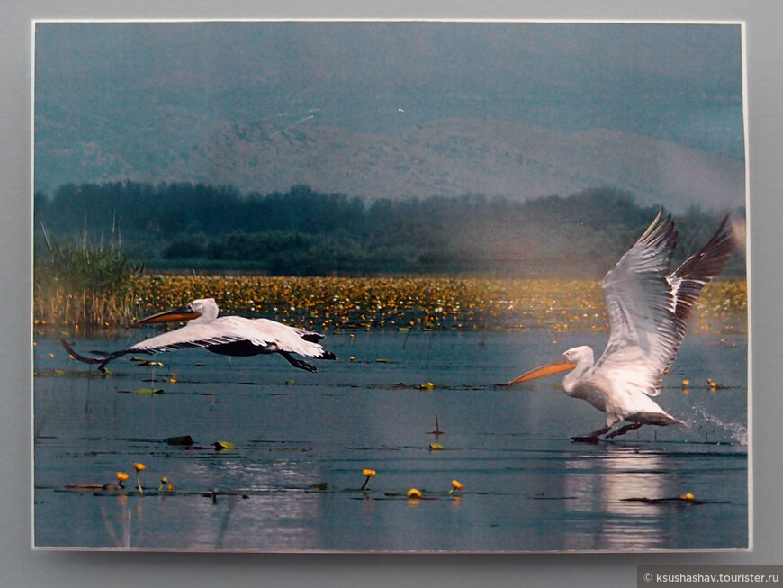 кудрявые пеликаны - фото из музея Национальных парков