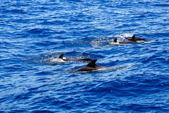 В Австралии произошла массовая гибель дельфинов-гринд