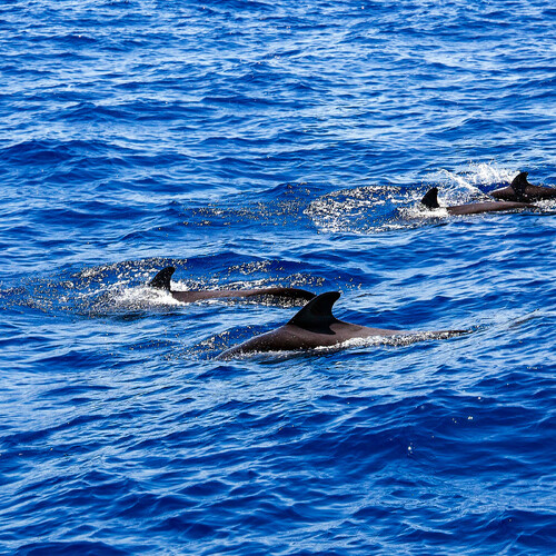 В Австралии произошла массовая гибель дельфинов-гринд