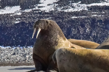 В Норвегии туриста оштрафовали за беспокойство моржа