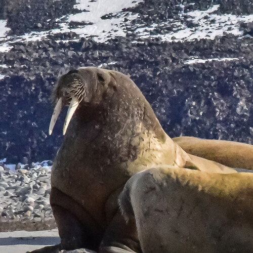 В Норвегии туриста оштрафовали за беспокойство моржа