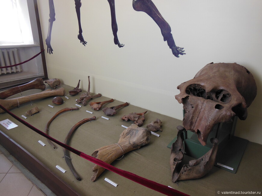 Выставка древностей. В правом углу: нижняя челюсть молодого мамонта.