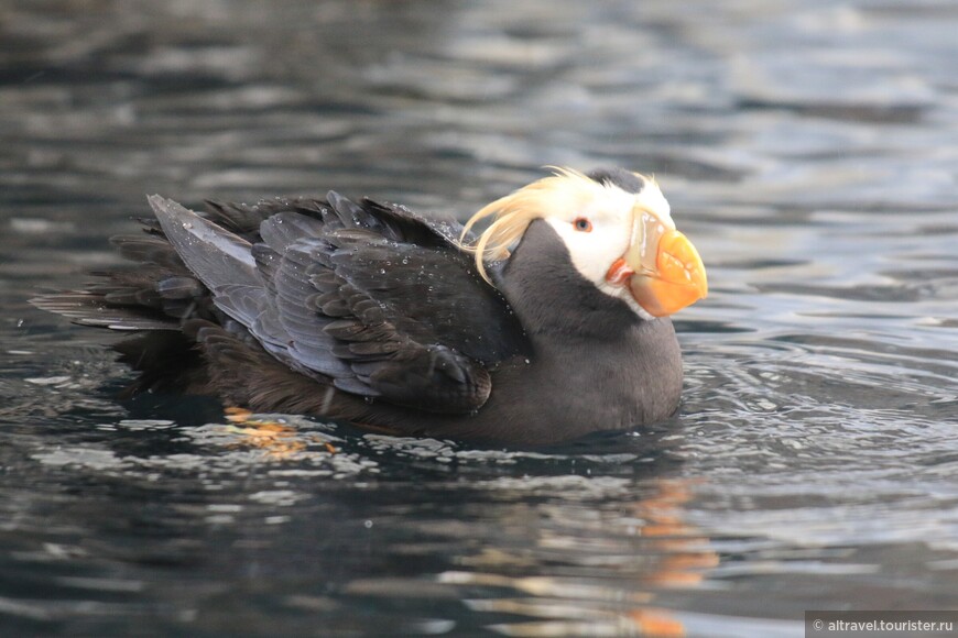 Топорок, близкий родственник тупика (Tufted Puffin - «хохлатый тупик»). Действительно, ужасно у него хохолок забавный.