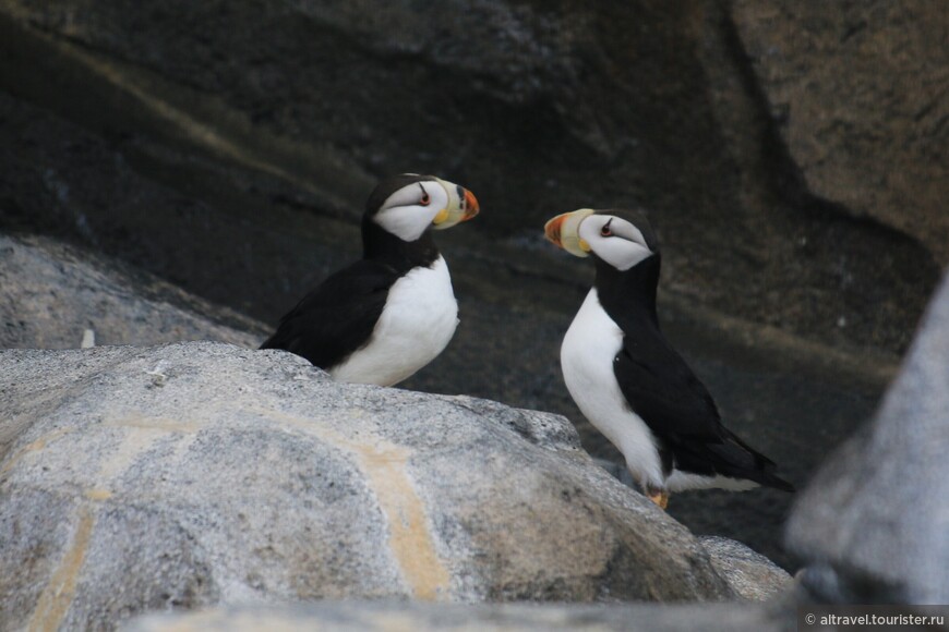 Тупики (puffins - «толстячки») - забавная морская птица, которую иногда называют «морским попугаем» из-за формы и яркой раскраски клюва.