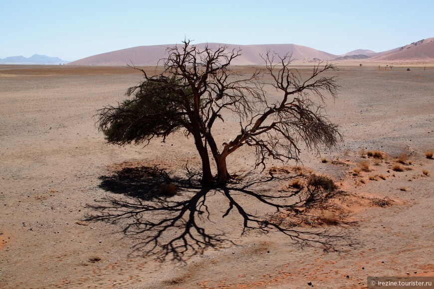 Бриллиантовое кольцо Намибии. Ч.3. О красных песках, мертвых деревьях и пагубном влиянии жары на интеллект