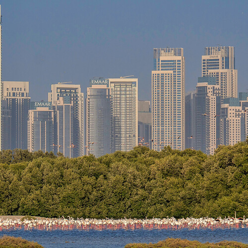 В Дубае после ливней увеличилось количество комаров 