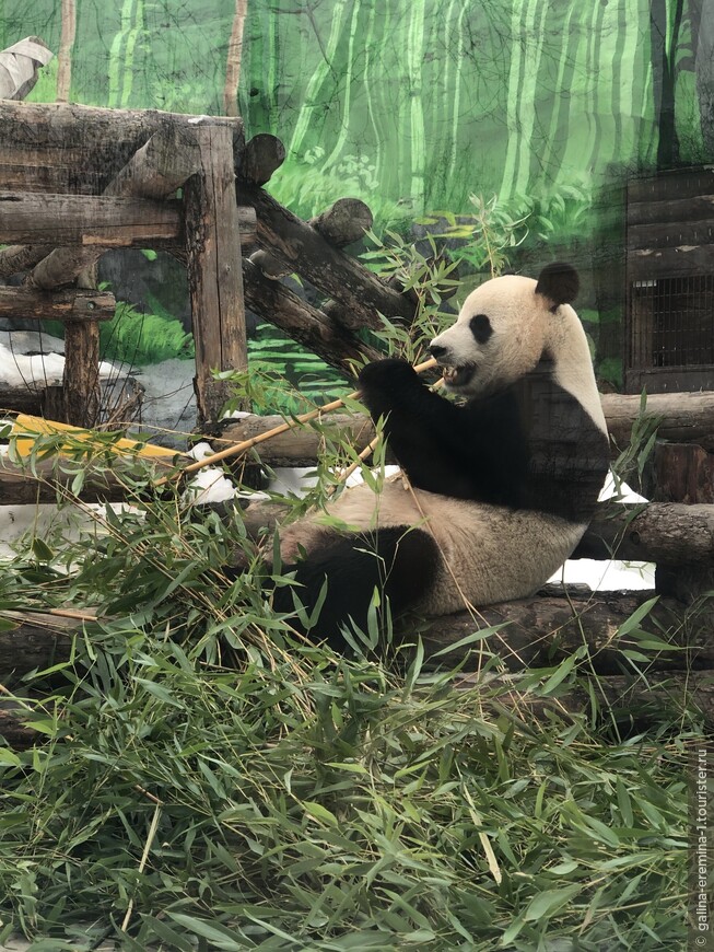 Панда-папа Жуи в Московском зоопарке
