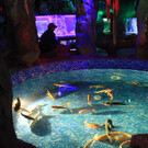 Евпаторийский аквариум
