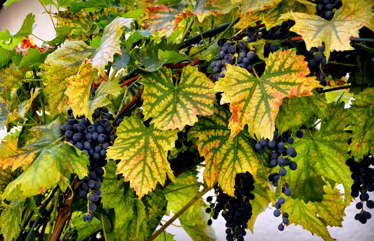 В окрестностях Стамбула можно погулять по виноградникам, познакомиться с процессом виноделия и попробовать местные вина.