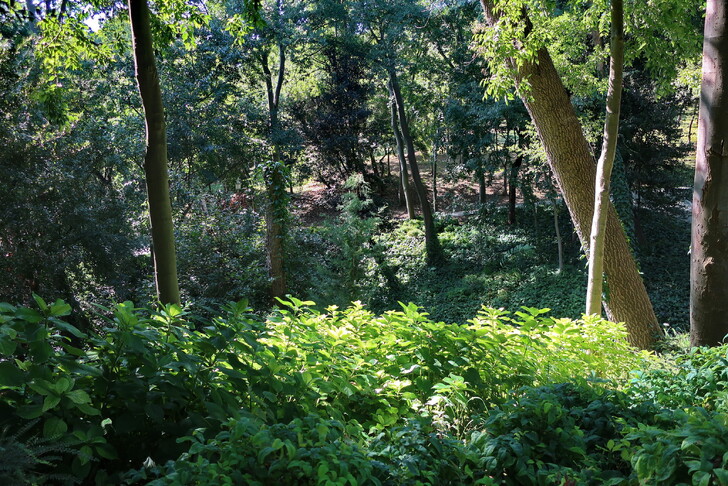 В состав Белградского леса входят 11 парков, в которых произрастают лиственные и хвойные деревья. 