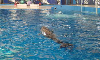 В дельфинарии Минска дельфин во время шоу выпрыгнул в зал со зрителями