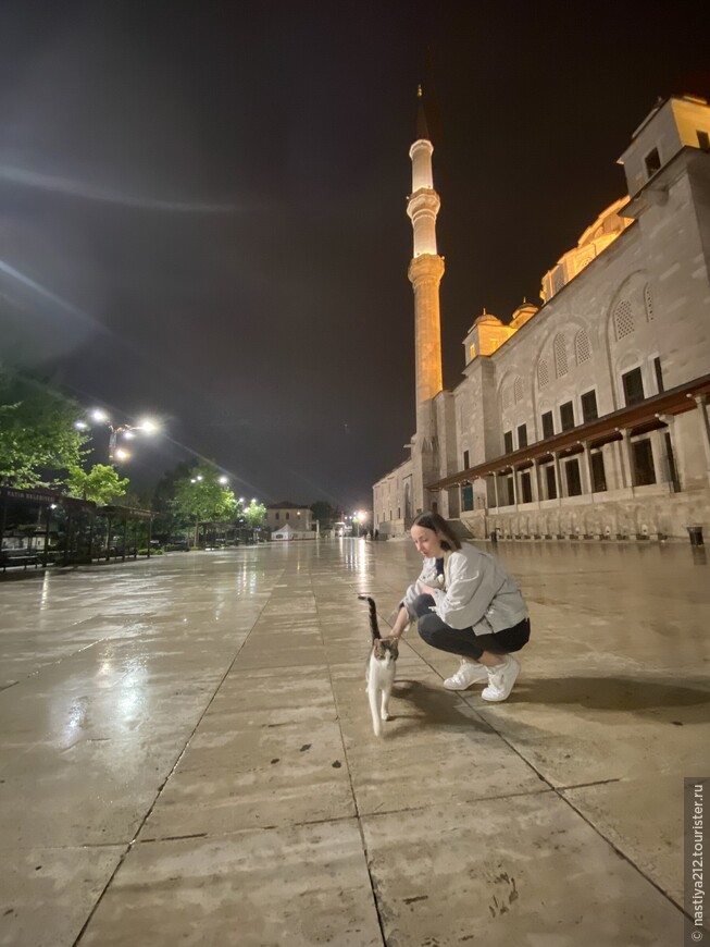 Мечеть Фатих и котик