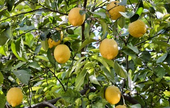 Рекордный урожай лимонов собрали в Белоруссии