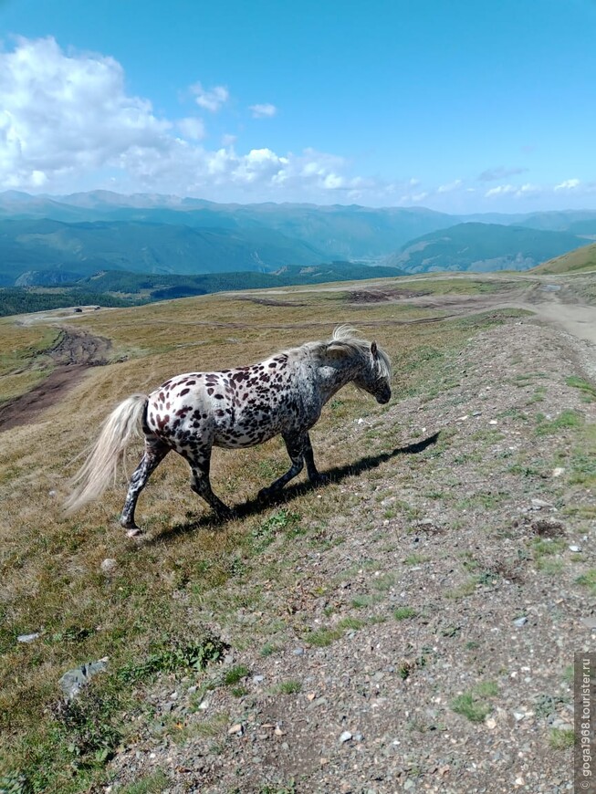 Алтайский дневник