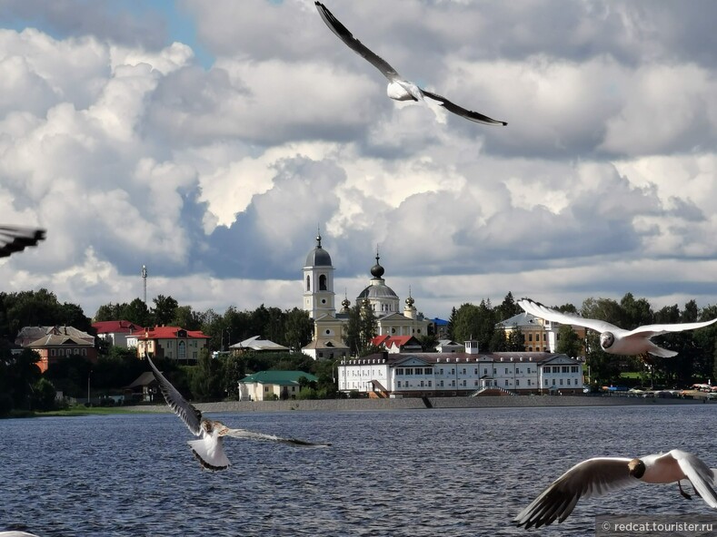 Родные края, Волга, Мышкин. И чайки, внезапно ворвавшиеся в кадр.