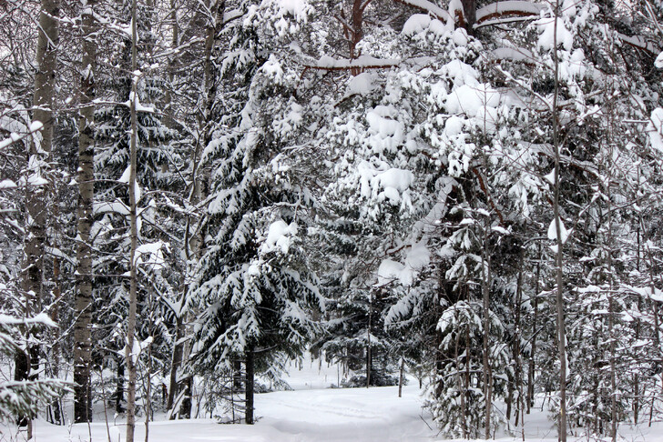 Зима в уральском лесу