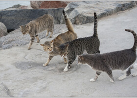 Жизнь прибрежных котов Эйлата (Израиль)
