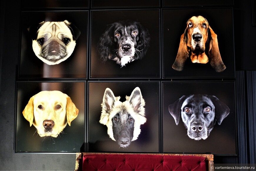 Нынешние владельцы «творчески развили» идею Поля Ардье. Как бы на обороте стены с портретами знаменитостей они  расположили фотографии собак всевозможных пород на черном фоне.