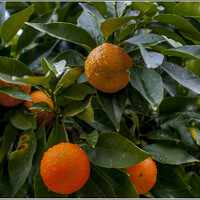 Апельсины в январе в садах Назарета. В одном из церковных дворов... 
