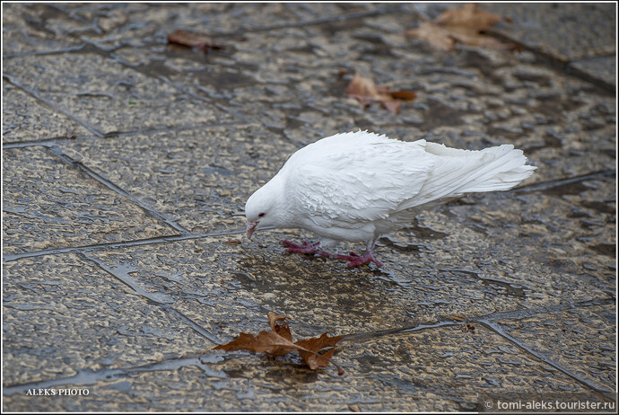 Белый голубок - как символ добра... У одного из храмов... Прошел январский дождик. Погода - благодать!