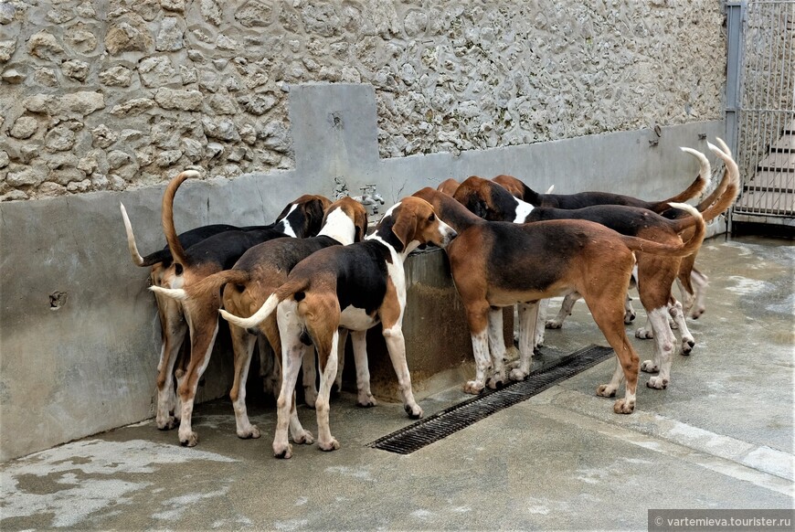 Англо-французский триколор. Специальный штат сотрудников и ветеринар отвечают за образцовое содержание собак. Два раза в неделю их вывозят на охоту, чтобы не притуплялся их охотничий инстинкт.
