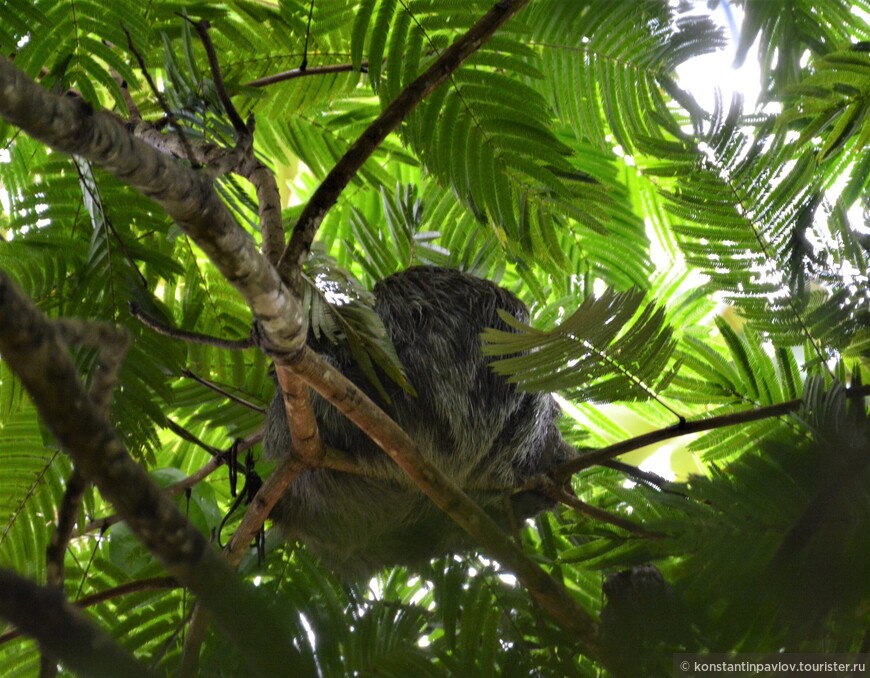 Коста-Рика. Обитатели национального парка Тортугеро 