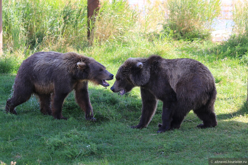 Возраст медвежат точно определить затрудняемся. Но ориентируясь на их размеры и то, что медвежата остаются при матери примерно 2,5-3 года, можем предположить, что этим - где-то ближе к 3.