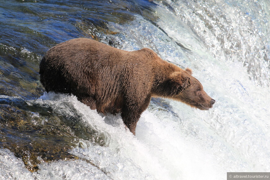 Медведи особенно любят собираться во время нереста к водопаду Брукс (Brooks Falls), где в июне-июле, как пишут на сайте парка, можно увидеть от 40 до 70 медведей одновременно. Мы были там в августе и видели порядка 10 мишек.
