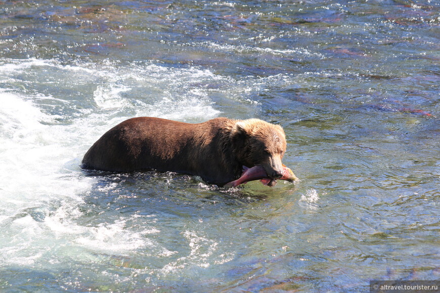 Любимое место медвежьей рыбалки - водопады. Медведи по жизни - одиночки (кроме мамаш с детьми), но во время нереста вынуждены тусоваться все вместе у «кормушки». При этом без выяснения отношений не обходится.