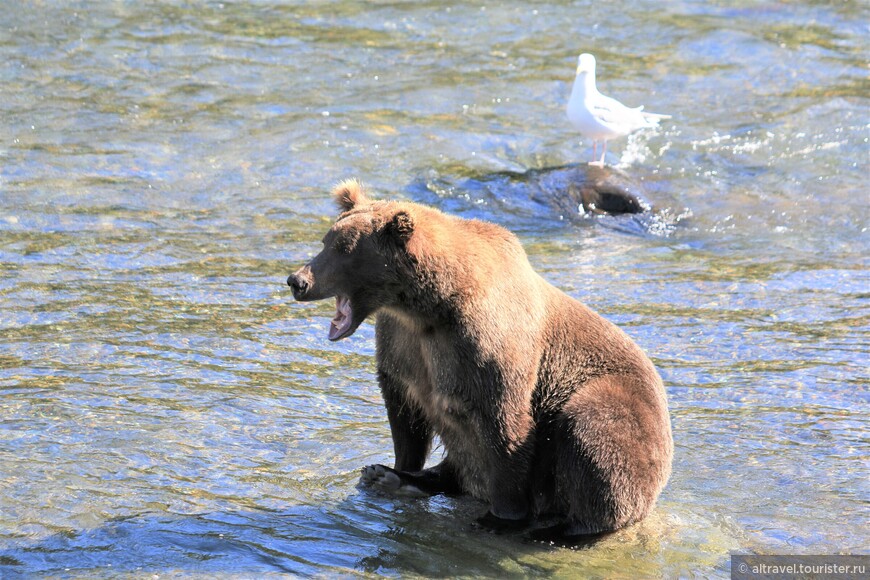 Чайки крутятся возле медведей неспроста. Сами они поймать и «разделать» лосося не могут, но поживиться медвежьими объедками - с большим удовольствием!