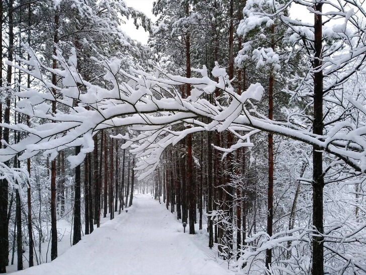 Зимний лес в окрестностях Приозерска