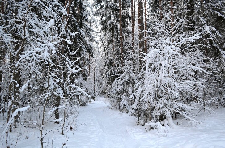 Зимний лес. Окрестности Кингисеппа