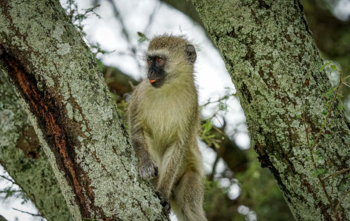 На острове в Карибском море уничтожат всех обезьян-верветок