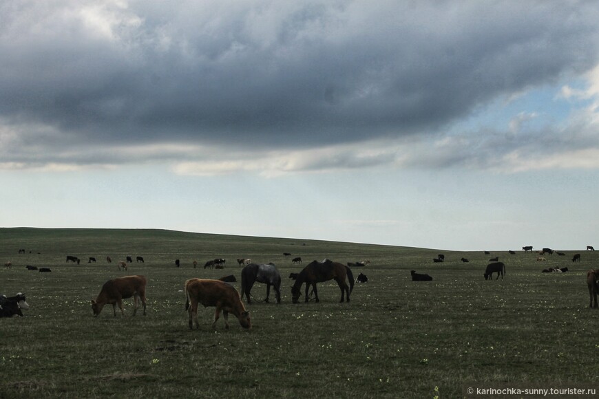 Лошадки мирно пасутся на полях