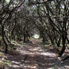 Древний лес Мадейры