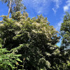 Реликтовые леса Мадейры