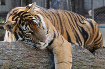 В Таиланде туристов призвали остерегаться тигра