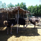 Зоопарк-ферма Petting Farm