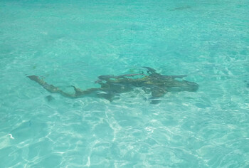 Четырёхметровую мёртвую акулу обнаружили на испанском пляже