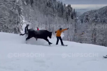 На горнолыжном курорте в Сочи спасатели ловят быка, бодающего туристов