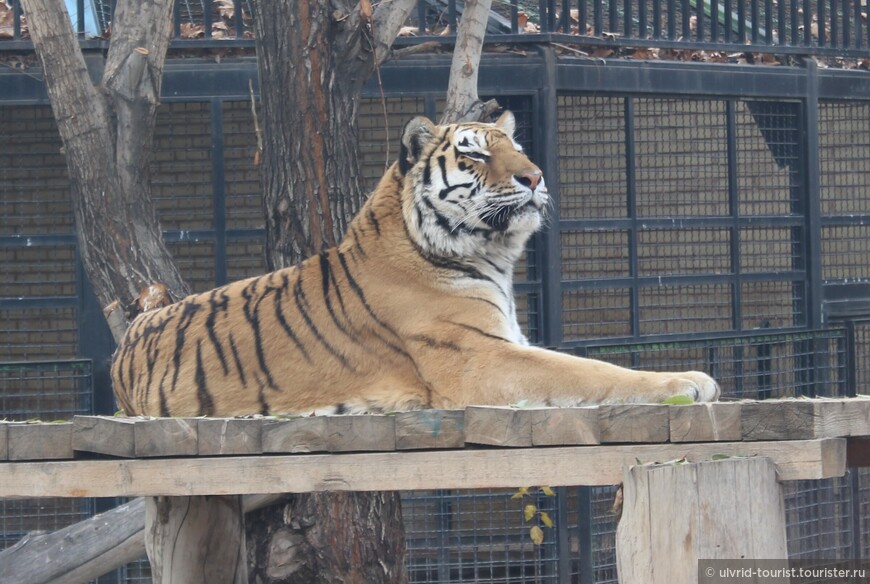 Зоопарк в Тегеране