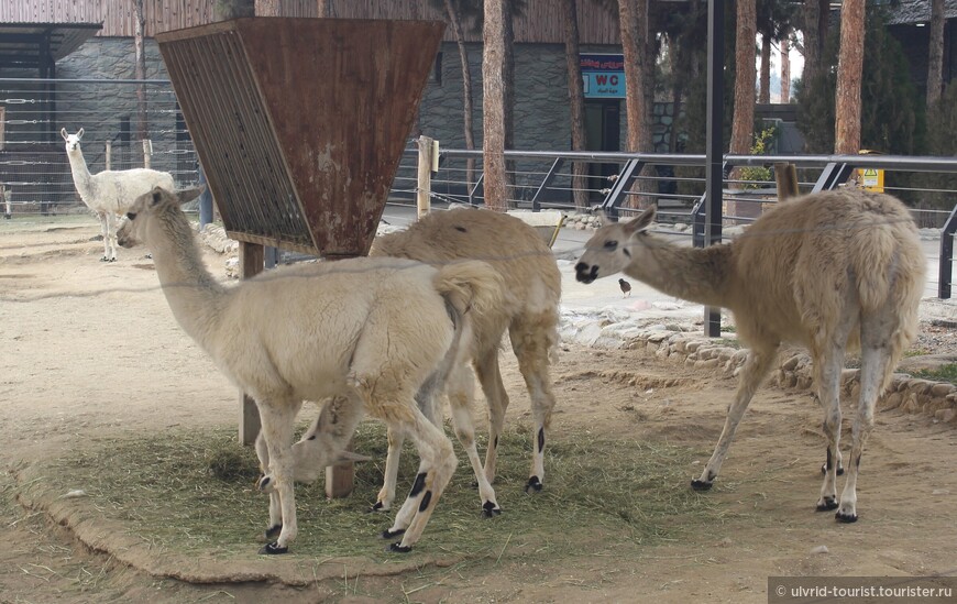 Зоопарк в Тегеране